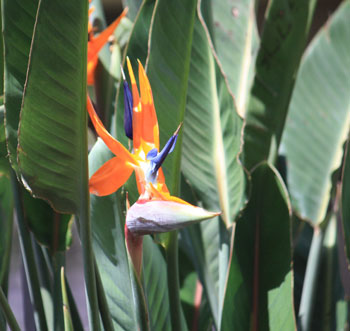 Bird of paradise